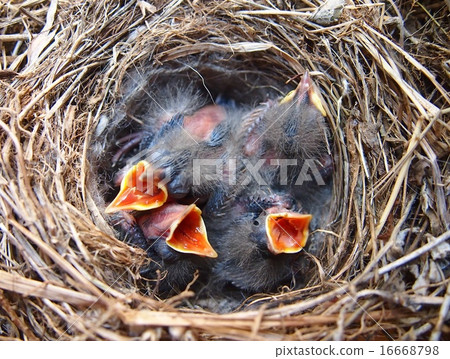 Hakusesukirei和Hina的巢 Hakusesukirei和Hina的巢 16668798