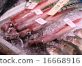 squid  16668916