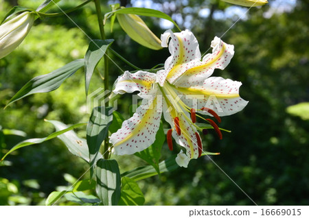 Yamayuri（嵐山古蹟博物館/埼玉縣東山郡東山嵐山町） 16669015