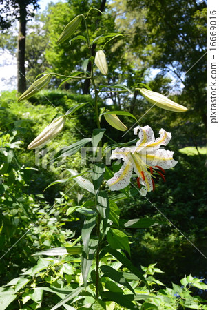 Yamayuri（嵐山古蹟博物館/埼玉縣東山郡東山嵐山町） 16669016
