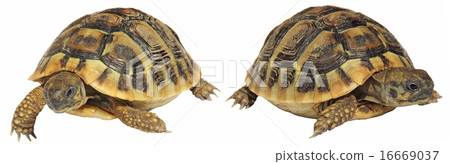 Turtles 16669037