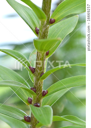 Sprouts of Onigiri (Mukaku) 16669257