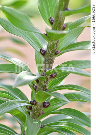 Sprouts of Onigiri (Mukaku) Sprouts of Onigiri (Mukaku) 16669258