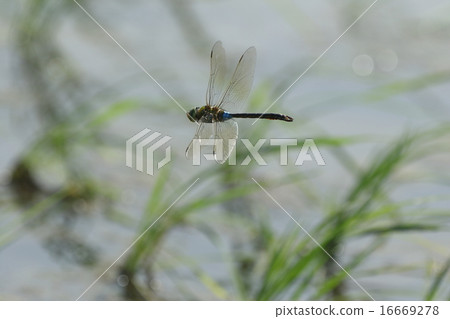 Living thing Insect Gin Yamma, late May. Fly through rice paddies after rice planting 16669278