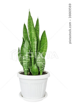 House plant Sansevieria 16669569