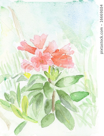 Alpenrose Alpenrose 16669884