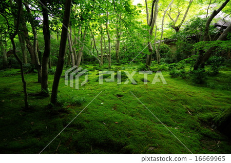 The garden of Gioji Temple 16669965