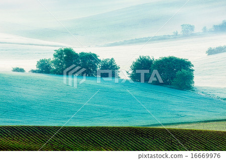 Rolling landscape of South Moravia in the morning Rolling landscape of South Moravia in the morning 16669976