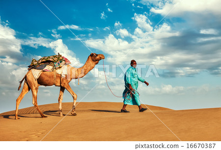 Cameleer camel driver with camels in Rajasthan, India 16670387