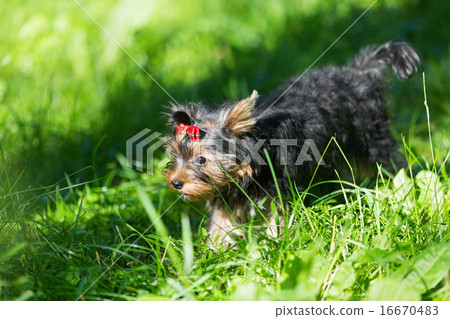 Puppy Yorkshire Terrier walking 16670483