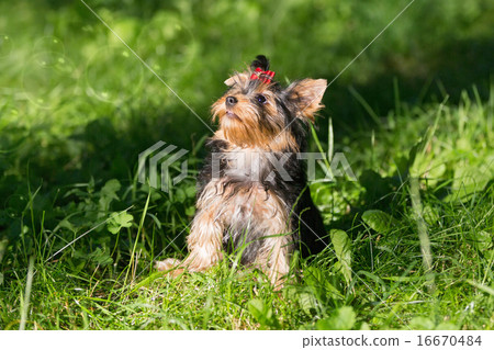 Puppy Yorkshire Terrier walking 16670484