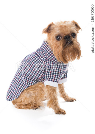 Dog breed Brussels Griffon in checkered shirt 16670500