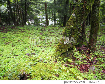 香川谷的夏雨 16670713