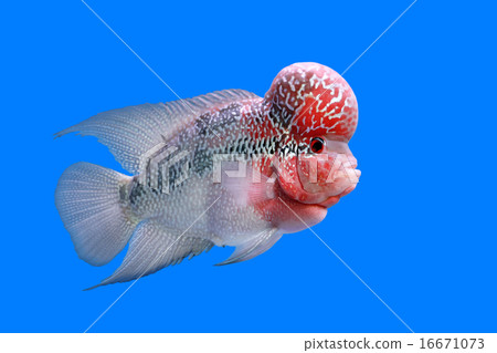flowerhorn cichlid or cichlasoma fish 16671073