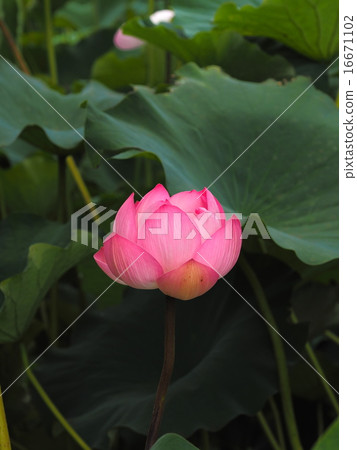 蓮花 蓮花 16671102