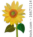 向日葵 向日葵 16671114