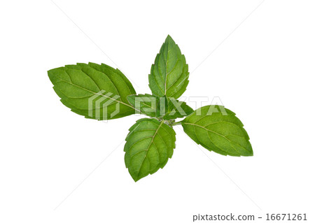 Mint leaves Mint leaves 16671261