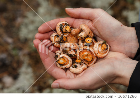 Handful of mushrooms 16671266