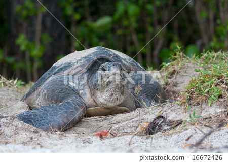 Spawning eggs of green turtle 16672426