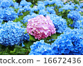 hydrangea   16672436