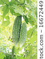 Goya 16672449