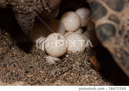 產生綠海龜的雞蛋 16672588