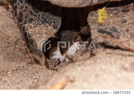 產生綠海龜的雞蛋 16672591