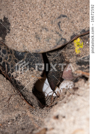 產生綠海龜的雞蛋 16672592