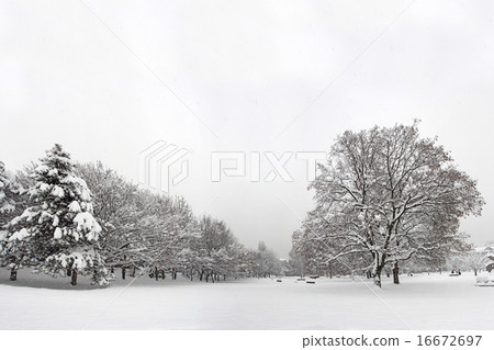Snow in the park 16672697