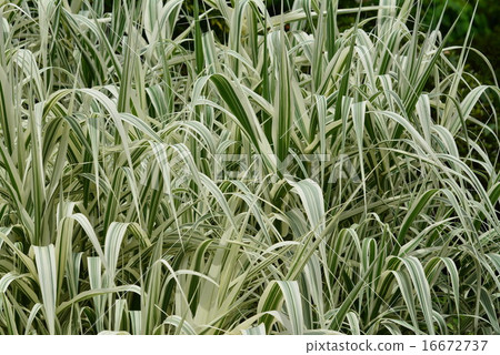 Susuki's gardening species of white and green stripes 16672737