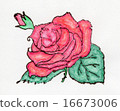Rose   16673006