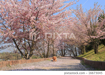 Imabari City Citizen's Forest Flower Park 16673045