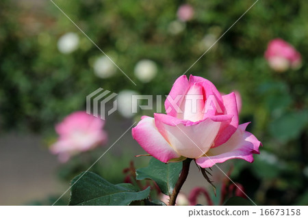 摩納哥公主 16673158