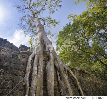 Preah Khan Temple ancient tree roots, Angkor Preah Khan Temple ancient tree roots, Angkor 16674828