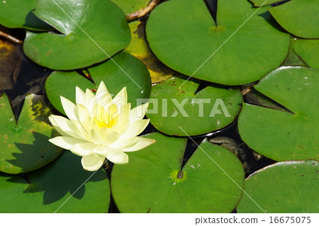 [京都]平安神宮 16675075