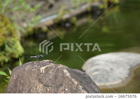 Heian Shrine Heian Shrine 16675076