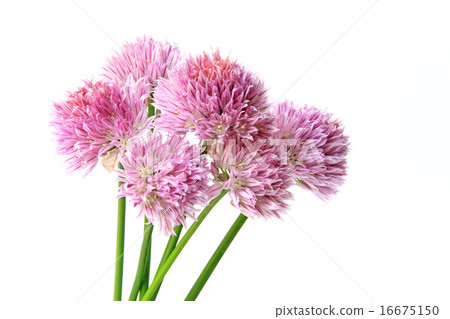 Chives (Allium schoenoprasum) 16675150