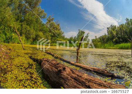 duckweed swamp forest snag sky Russian landscape duckweed swamp forest snag sky Russian landscape 16675527