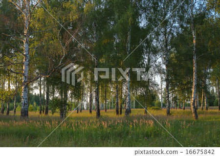 Russian landscape, birch on the sunset 16675842