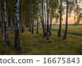 Russian landscape, birch on the sunset 16675843