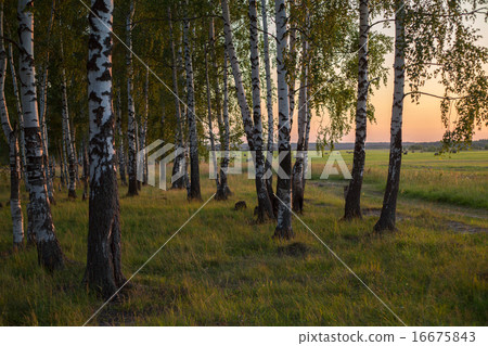 Russian landscape, birch on the sunset 16675843