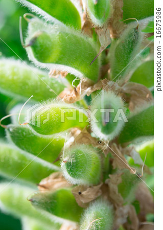 Fruits of the lupine Lupinus. Fruits of the lupine Lupinus. 16675986