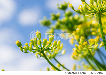 Green dill flower isolated on blue sky. 16675987