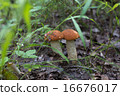 Orange-cap boletus in the grass 16676017