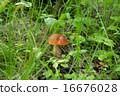 Orange-cap boletus in the grass 16676028