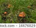 Mushrooms aspen forest in the grass 16676029