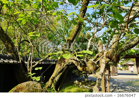 Shizuoka Prefecture Tourist Attractions Sightseeing Information · Entrance of Yuzan Egawa Mansion Old Tree · Horizontal Position of Kisasaga in the Front Garden Shizuoka Prefecture Tourist Attractions Sightseeing Information · Entrance of Yuzan Egawa Mansion Old Tree · Horizontal Position of Kisasaga in the Front Garden 16676047
