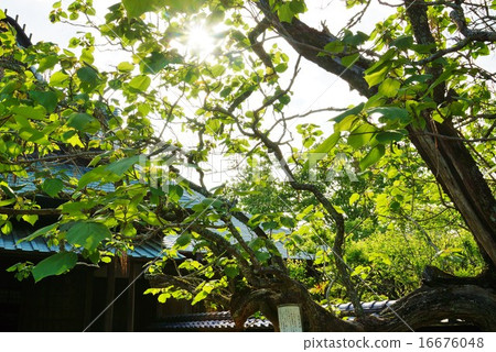 Tourist Information · Entrance of Yusan Egawa Mansion Old Tree · Horizontal Position 16676048