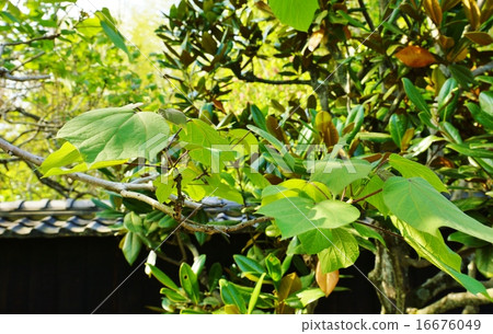 Tourist Information · Entrance of Yuzan Egawa Mansion Old Tree and Leaves · Horizontal Position of Kisasaga in the Front Garden 16676049