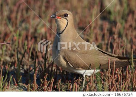 Collared Pratincole 16676724